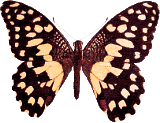 Papillons