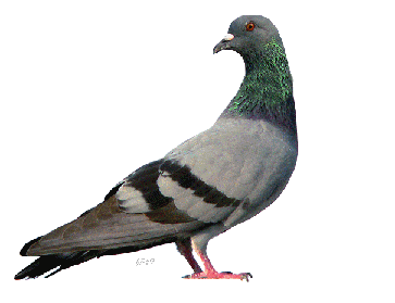 Pigeons images