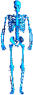 Squelettes images