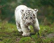 Tigres blancs images