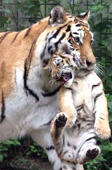Tigres images