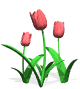 Tulipes images