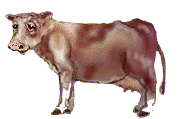 Vaches images