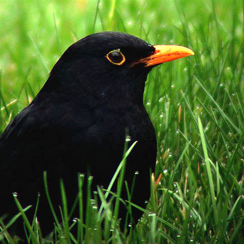 Blackbird oiseaux gifs