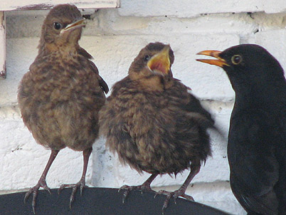 Blackbird oiseaux gifs