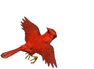 Cardinal oiseaux gifs