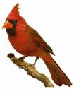 Cardinal oiseaux gifs