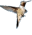 Colibri oiseaux gifs
