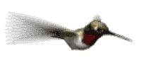 Colibri oiseaux gifs