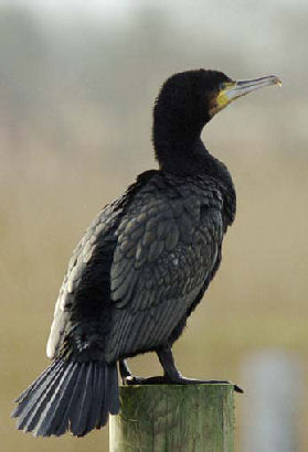 Cormoran oiseaux gifs