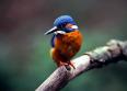 Kingfisher oiseaux gifs