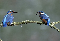 Kingfisher oiseaux gifs