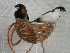 Mouette pygmee japonais oiseaux gifs