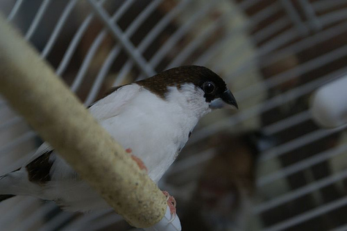 Mouette pygmee japonais oiseaux gifs