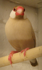Paddy oiseau
