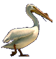 Pelicans oiseaux gifs