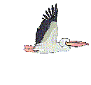 Pelicans oiseaux gifs