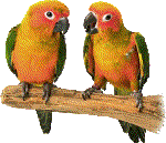 Perroquets oiseaux gifs