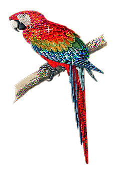 Perroquets oiseaux gifs