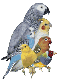 Perroquets
