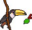 Toucan oiseaux gifs
