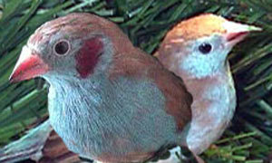Zwartkopsijs oiseaux gifs