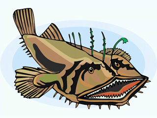 Frogfish poisson gifs