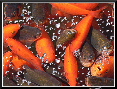 Poisson rouge poisson gifs